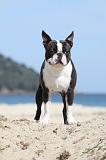 BOSTON TERRIER 275